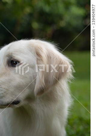 Close-up of a Golden Retriever's ears and profile / Detail of its soft fur Close-up of a Golden Retriever's ears and profile / Detail of its soft fur 139404977