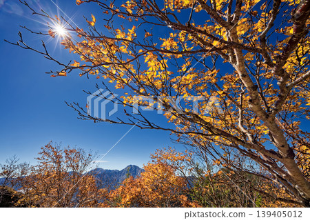 View of the autumn foliage of the Japanese white birch trees on the Houou Sanzan and Akanukizawa-no-atama peaks of the Southern Alps, along with Kitadake and Ainodake mountains. View of the autumn foliage of the Japanese white birch trees on the Houou Sanzan and Akanukizawa-no-atama peaks of the Southern Alps, along with Kitadake and Ainodake mountains. 139405012