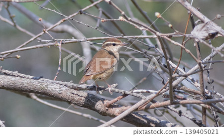 Japanese Bush Warbler (Spring) Japanese Bush Warbler (Spring) 139405021