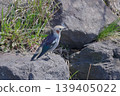 Chestnut-cheeked male 139405022