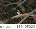 Crested Kingfisher - Spring 139405023