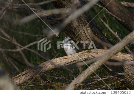 Crested Kingfisher - Spring Crested Kingfisher - Spring 139405023