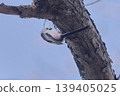 Long-tailed tit nesting material ecology spring 139405025