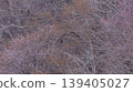 Cherry blossoms, osprey, landscape 139405027