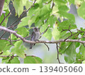 Samebataki 139405060