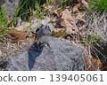 Chestnut-cheeked male 139405061