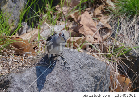 Chestnut-cheeked male Chestnut-cheeked male 139405061