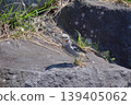 Chestnut-cheeked male 139405062