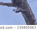Long-tailed tit nesting material ecology spring 139405063