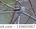 Long-tailed tit in spring 139405067