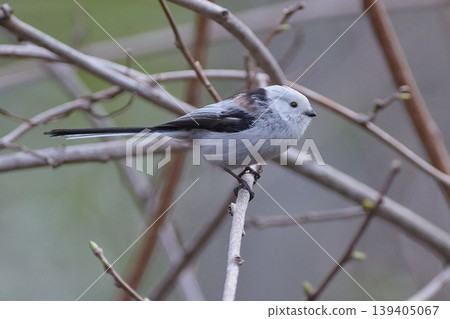 Long-tailed tit in spring Long-tailed tit in spring 139405067