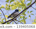 Blue-and-white flycatcher male fresh green 139405068