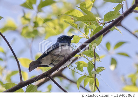 Blue-and-white flycatcher male fresh green Blue-and-white flycatcher male fresh green 139405068