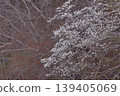 Magnolia kobus (Kibushi), Northern Magnolia (distant view) 139405069
