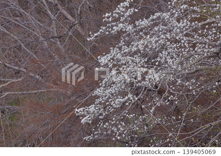 Magnolia kobus (Kibushi), Northern Magnolia (distant view) Magnolia kobus (Kibushi), Northern Magnolia (distant view) 139405069