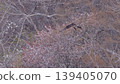 Cherry blossoms, osprey, landscape 139405070