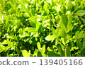 Vibrant, deep green leaves 139405166