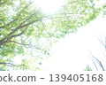 Sunlight filtering through the gaps in the branches 139405168