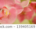 A phalaenopsis orchid with its pink petals in full bloom. 139405169