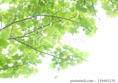 Deep green on a sunny day Deep green on a sunny day 139405170