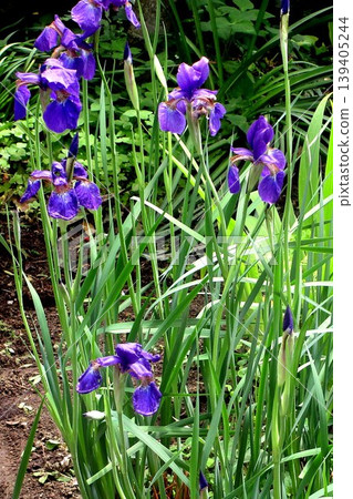 Flowers blooming in my home Flowers blooming in my home 139405244