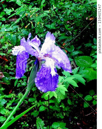 Flowers blooming in my home Flowers blooming in my home 139405247