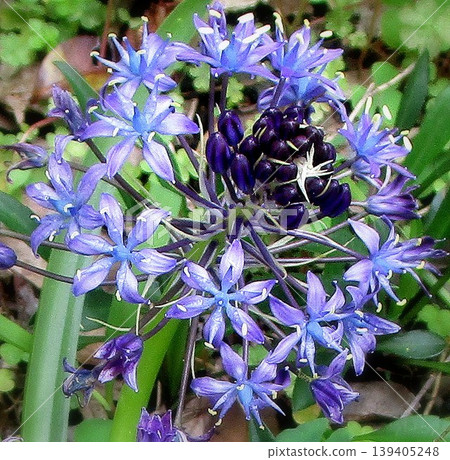 我家花盛開 我家花盛開 139405248