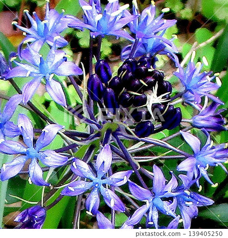 Flowers blooming in my home Flowers blooming in my home 139405250