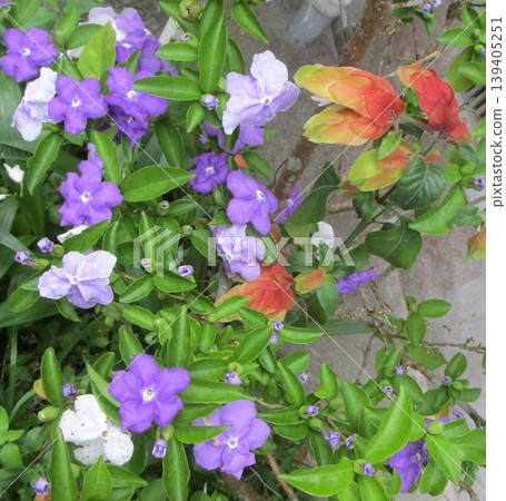 Flowers blooming in my home Flowers blooming in my home 139405251