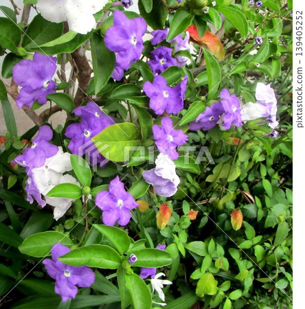 Flowers blooming in my home Flowers blooming in my home 139405252