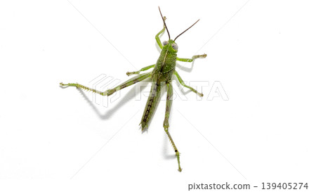 Green grasshopper (Caelifera) jumping or crawling isolated on white background. 139405274