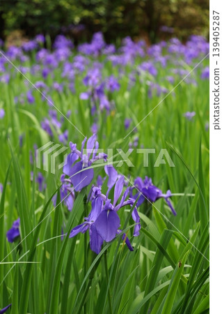 Purple ripples Purple ripples 139405287
