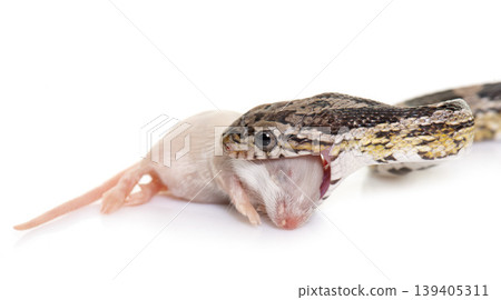 corn snake eating mouse corn snake eating mouse 139405311