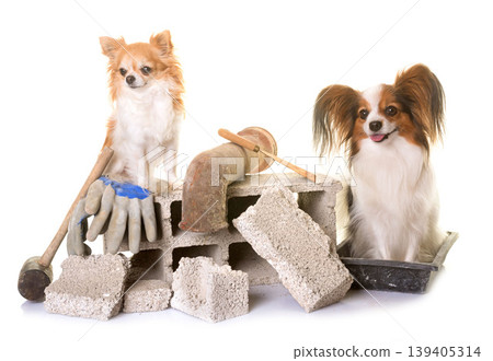 puppy pappillon dog, chihuahua and masonry puppy pappillon dog, chihuahua and masonry 139405314
