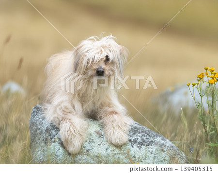 Pyrenean Sheepdog in nature 139405315