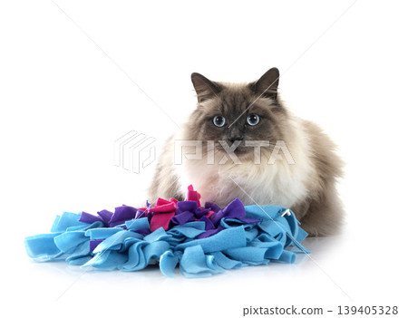 siberian cat in studio siberian cat in studio 139405328