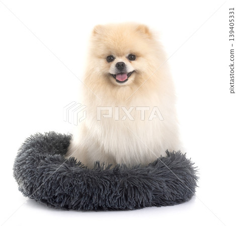pomeranian in studio pomeranian in studio 139405331