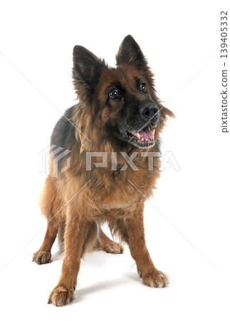 old german shepherd and woman old german shepherd and woman 139405332