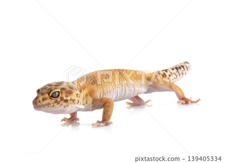 Leopard gecko in studio Leopard gecko in studio 139405334
