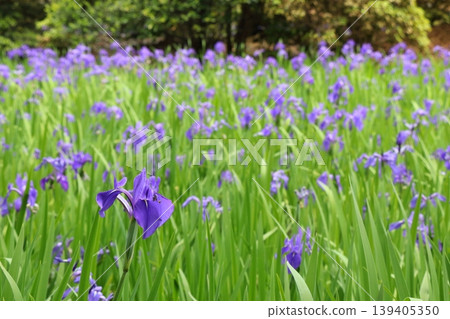 Purple ripples Purple ripples 139405350