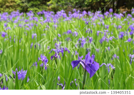 Purple ripples 139405351