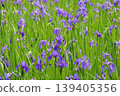 Purple ripples 139405356