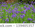 Purple ripples 139405357