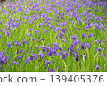 Purple ripples 139405376