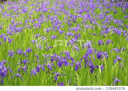 Purple ripples 139405376