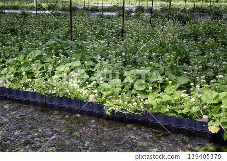 Clear streams and wasabi fields: Daio Wasabi Farm, Azumino City, Nagano Prefecture Clear streams and wasabi fields: Daio Wasabi Farm, Azumino City, Nagano Prefecture 139405379
