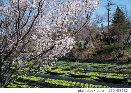 Clear streams and wasabi fields: Daio Wasabi Farm, Azumino City, Nagano Prefecture 139405382