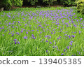 Purple ripples 139405385