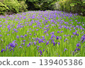 Purple ripples 139405386