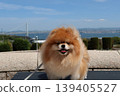 一隻毛茸茸的橙色可愛博美犬。 139405527